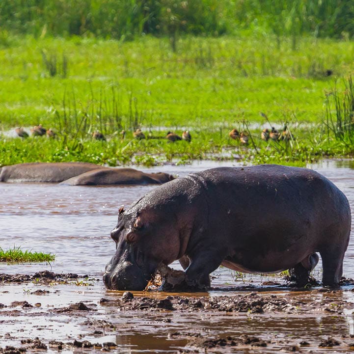 Hippopotamus. Lake Manyara National Reserve Tanzania.