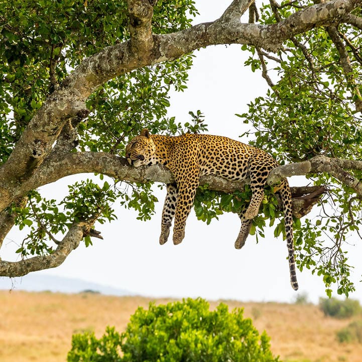 Leopard resting after eating / feeding with full stomach - very relax and free