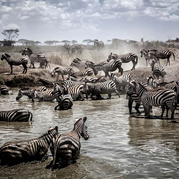 Herd of Zebra crossing river in the Serengeti, Tanzania.