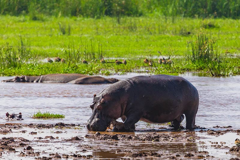 Hippopotamus. Lake Manyara National Reserve Tanzania.