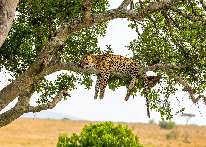 Leopard resting after eating / feeding with full stomach - very relax and free