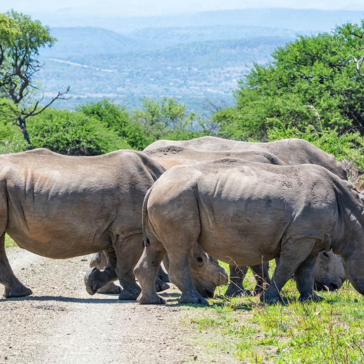 A group of White Rhinos in Southern African savanna