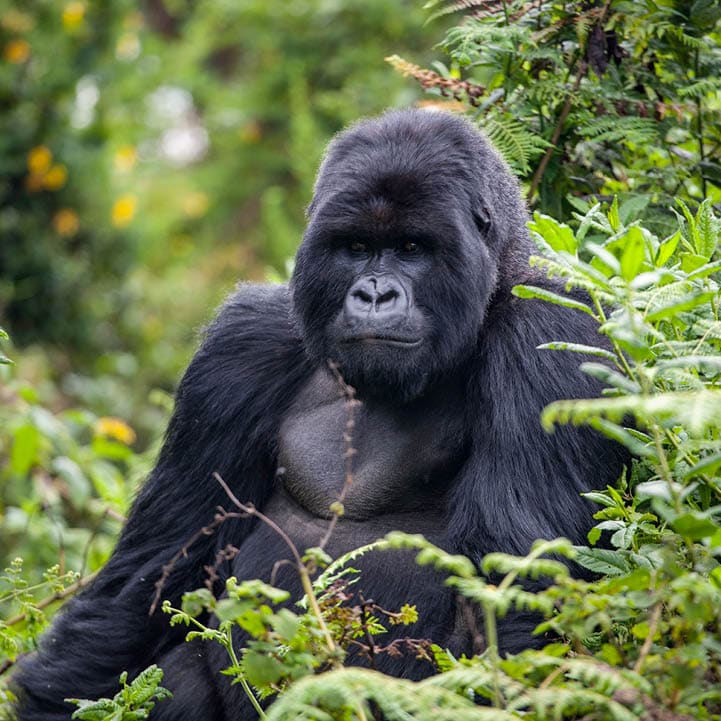 Gorilla in Volcanoes National Park sitting