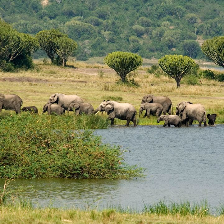 A family group of African Elephants have been down to the water to drink at mid-day and are now leaving to find more food.Photographed in the Queen Elizabeth National Park in Uganda.