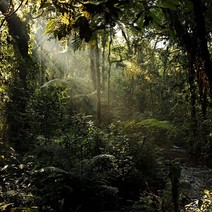 Sunrays Breaking through the Leaves of Bwindi Impenterable National Park, Uganda