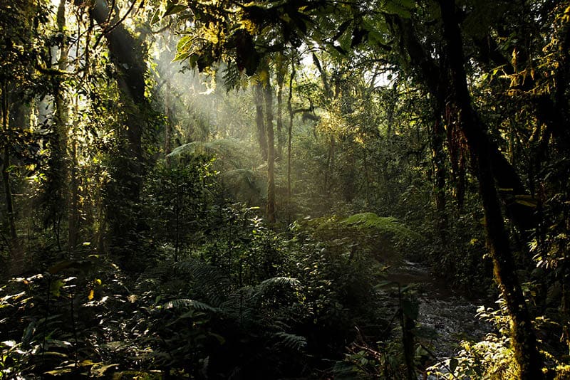 Sunrays Breaking through the Leaves of Bwindi Impenterable National Park, Uganda