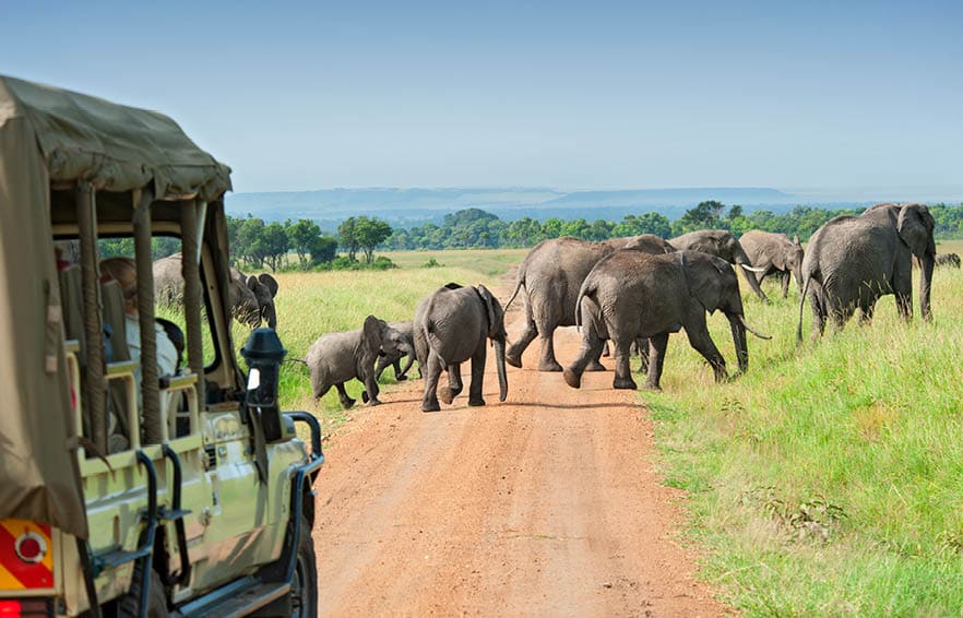 Safari cars are following a large African Elephants (Loxodonta)in the plains of the Masai Mara.
