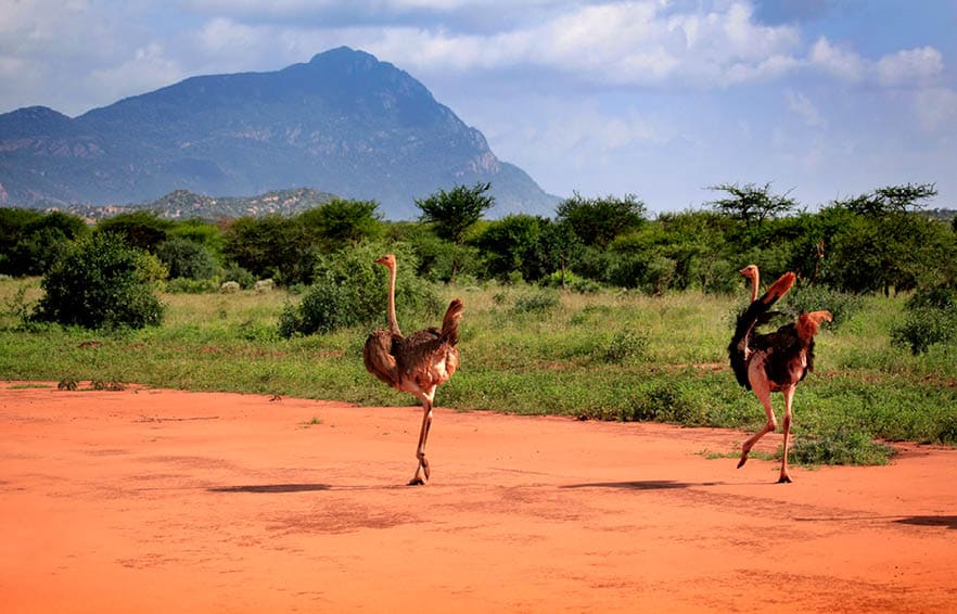 Ostrichs in Tsavo East National Park, Kenya