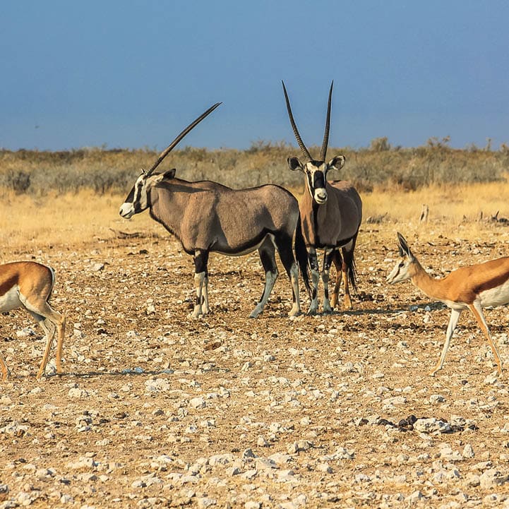 Gemsboks and springboks in Ethosa National Park, dry season, Namibia, Africa.