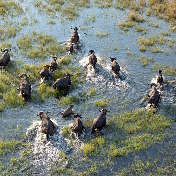 Buffalo herd in the Okavango Delta