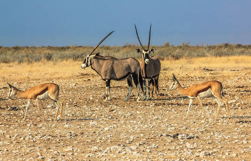 Gemsboks and springboks in Ethosa National Park, dry season, Namibia, Africa.