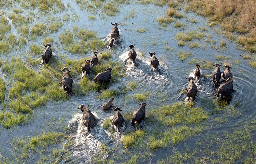 Buffalo herd in the Okavango Delta