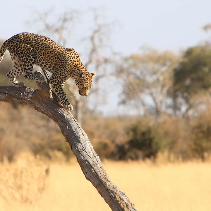 Leopard (Panthera pardus) in Savuti, Chobe National Park, Botswana. Leopards live in Sub-Saharan Africa and parts of Asia, though before they also occupied parts of Europe and the Far East. The leopard, one of the Big Five, is characterized by its well-camouflaged fur patterns and ability to adapt to diverse habitats. It is a vulnerable species whose populations are decreasing due to loss of habitat and poaching for the illegal trade of pelts and traditional medicine.