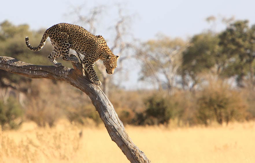 Leopard (Panthera pardus) in Savuti, Chobe National Park, Botswana. Leopards live in Sub-Saharan Africa and parts of Asia, though before they also occupied parts of Europe and the Far East. The leopard, one of the Big Five, is characterized by its well-camouflaged fur patterns and ability to adapt to diverse habitats. It is a vulnerable species whose populations are decreasing due to loss of habitat and poaching for the illegal trade of pelts and traditional medicine.