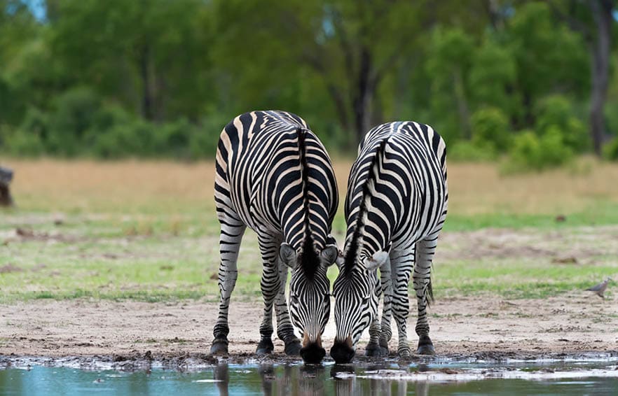 Two plains zebra (Equus quagga) in Hwange National Park, Zimbabwe.