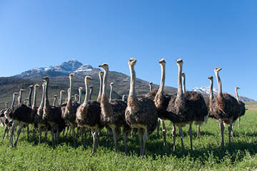 Ostriches on a Karoo farm with the Swartberg in the background.