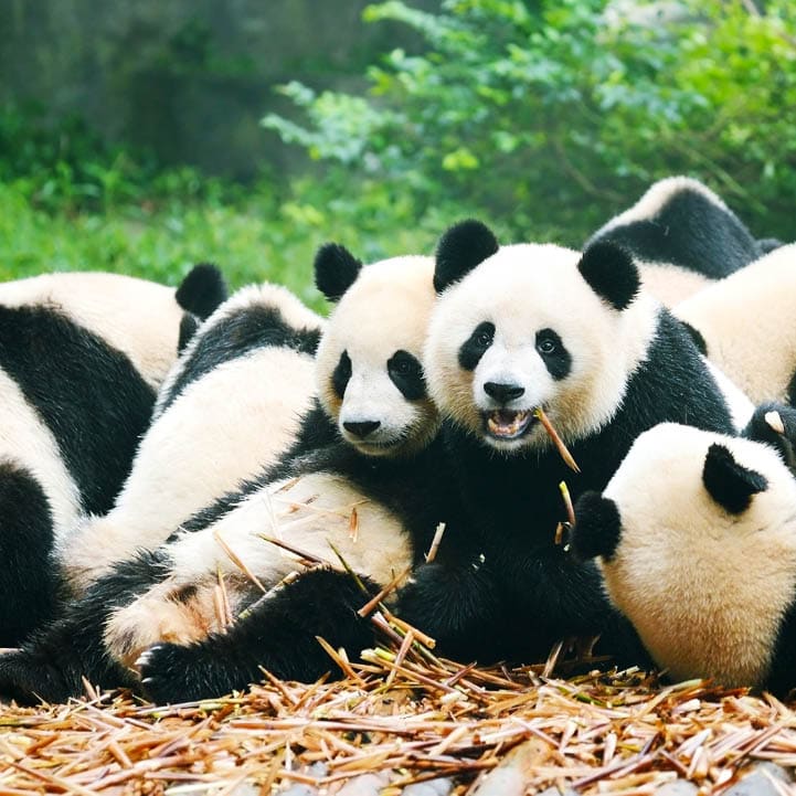 “Group of giant panda eating bamboo, ChinaMore Panda image:"