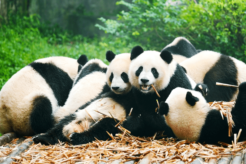 “Group of giant panda eating bamboo, ChinaMore Panda image:"