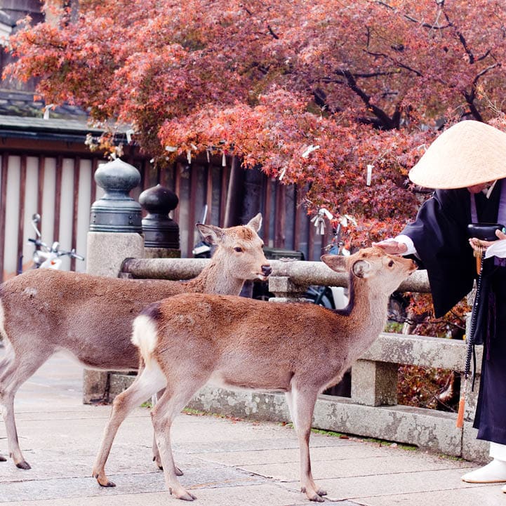 A buddhist monk and two deers in an autumn park 