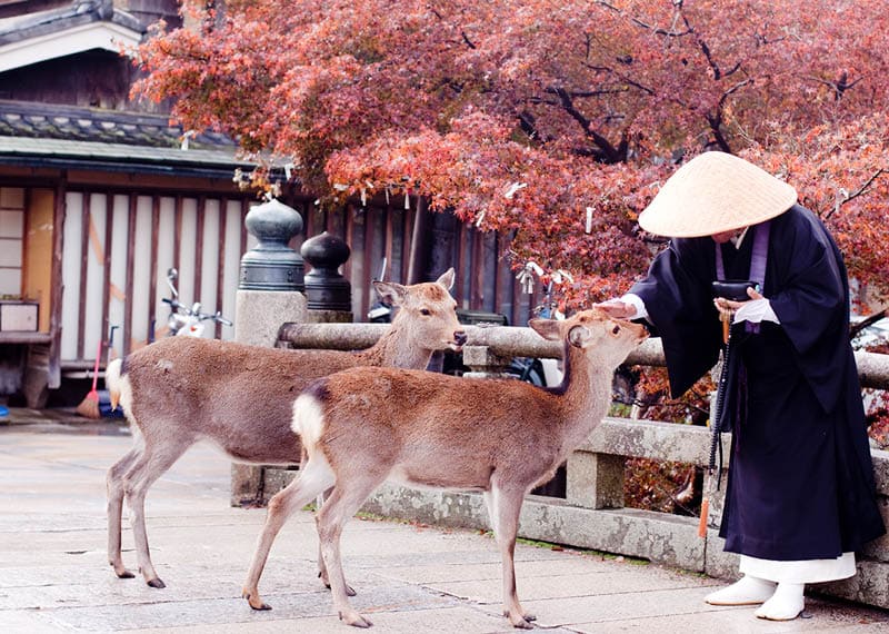 A buddhist monk and two deers in an autumn park 