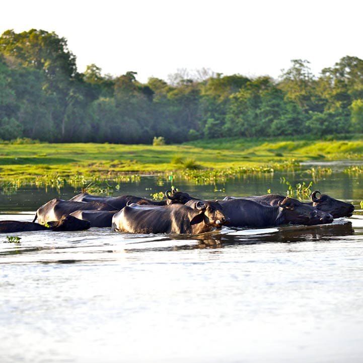 Water buffalos swimming across the river, Chitwan National Park, Nepal