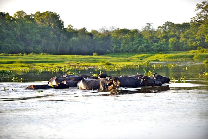 Water buffalos swimming across the river, Chitwan National Park, Nepal