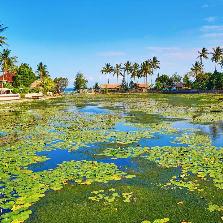 Beautiful lotus lagoon in Candidasa, Bali, Indonesia