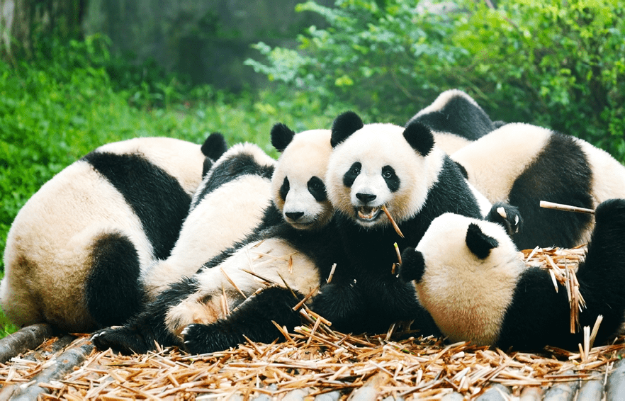 “Group of giant panda eating bamboo, ChinaMore Panda image:"
