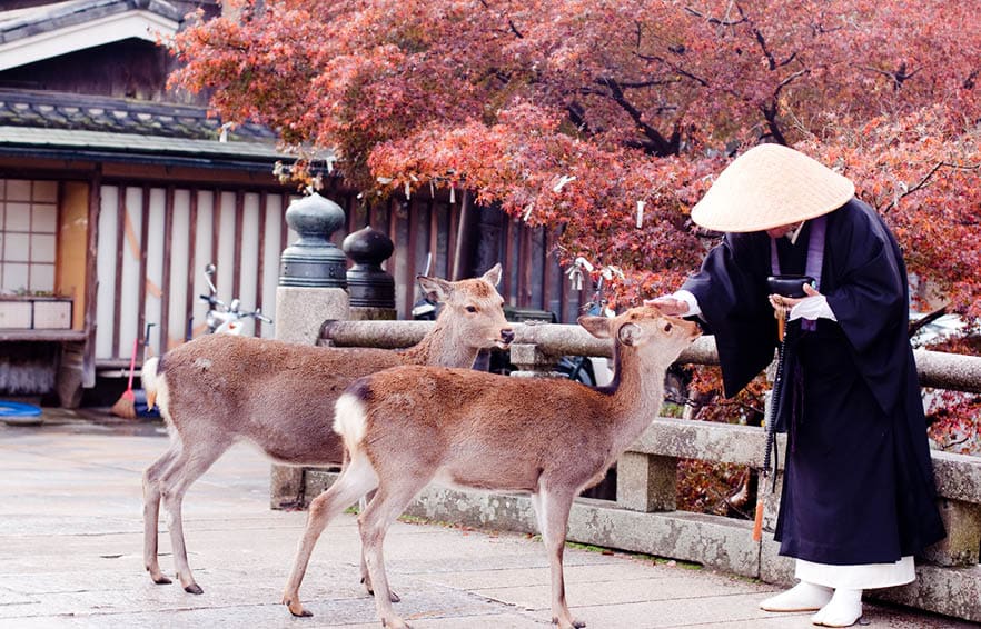 A buddhist monk and two deers in an autumn park 