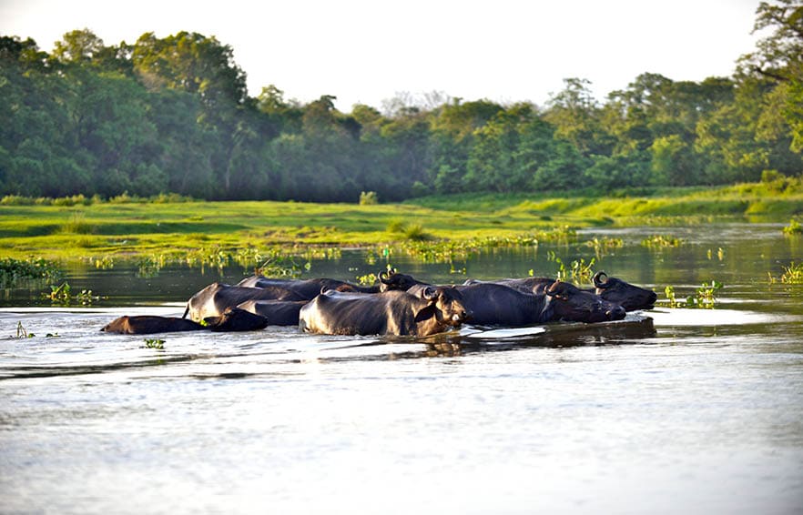 Water buffalos swimming across the river, Chitwan National Park, Nepal
