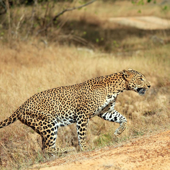 Sri Lankan Leopard (Panthera Pardus Kotiya) Walking, Yala, Sri Lanka