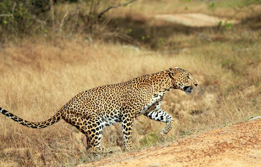 Sri Lankan Leopard (Panthera Pardus Kotiya) Walking, Yala, Sri Lanka