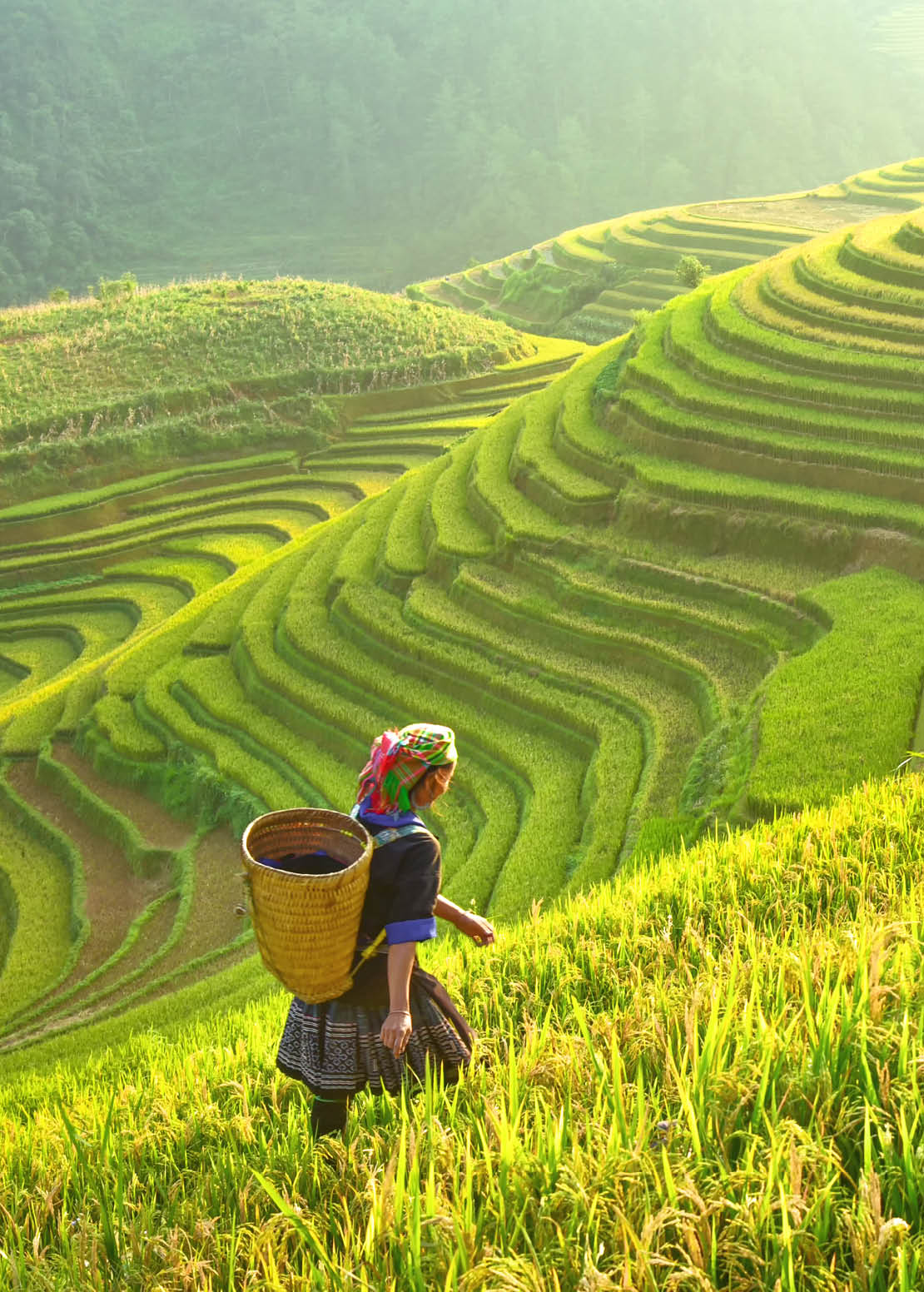 Rice fields on terraced of Mu Cang Chai, YenBai, Rice fields prepare the harvest at Northwest Vietnam.Vietnam landscapes.