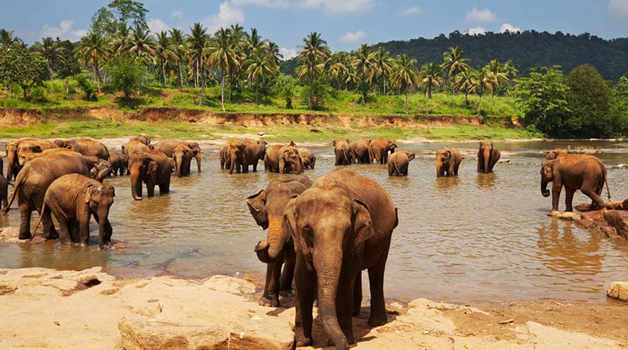 Elephant on Sri Lanka