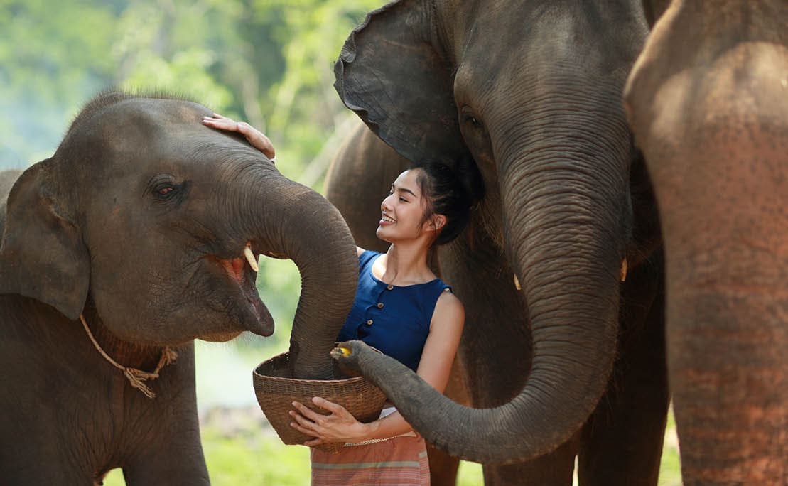 The young lady is feeding some food to her love friend elephants..