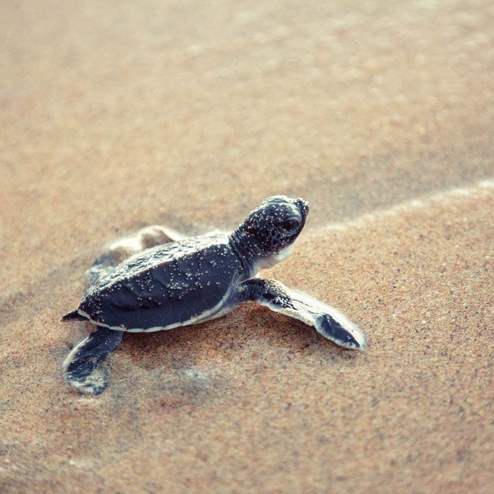 Baby turtles making it's way to the ocean