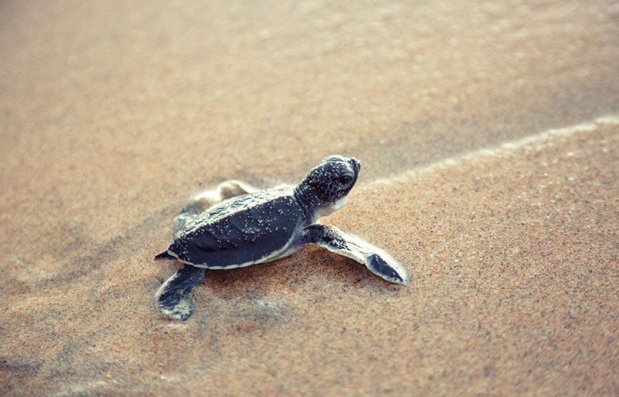 Baby turtles making it's way to the ocean