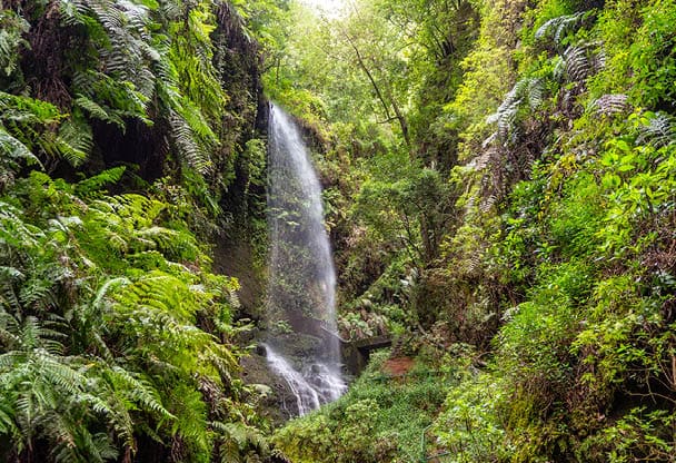 Waterfall of Los Tilos in the national park of La Palma, Canary Islands