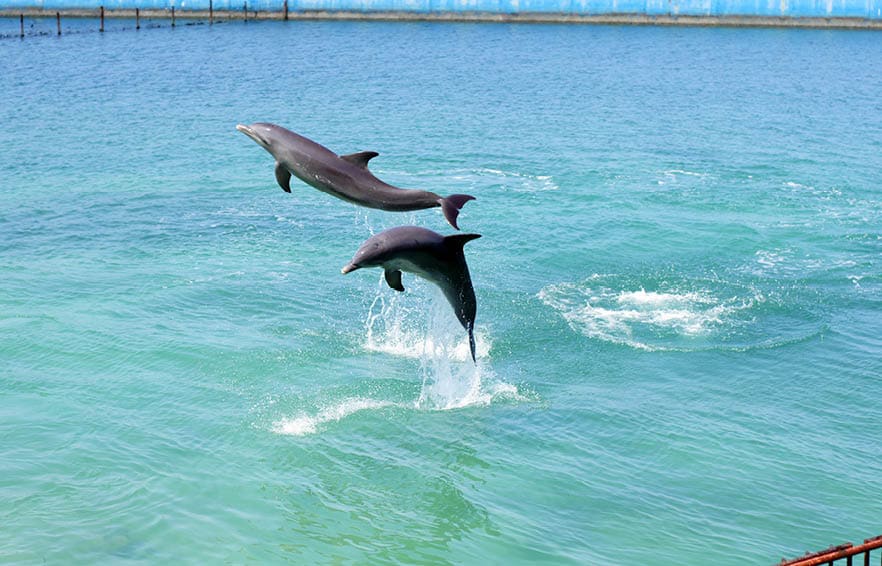 Naranjo Bay dolphins
