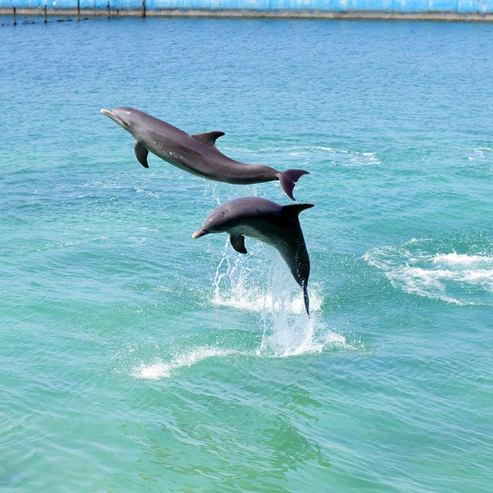 Naranjo Bay dolphins