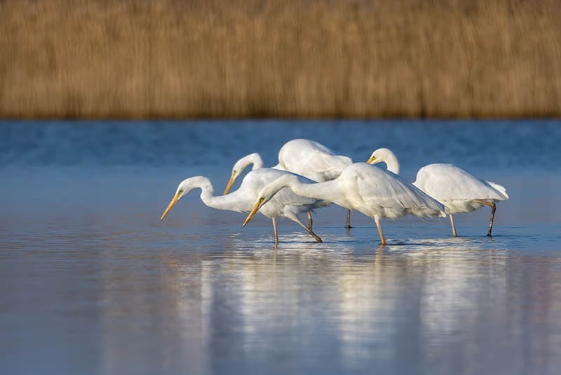 White heron staying and fishing at Burgas lake, Bulgaria