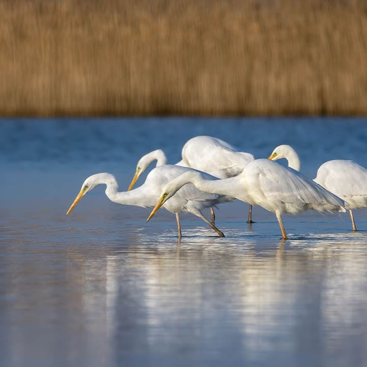 White heron staying and fishing at Burgas lake, Bulgaria