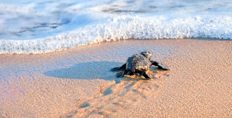 New born sea turtle walking to the sea