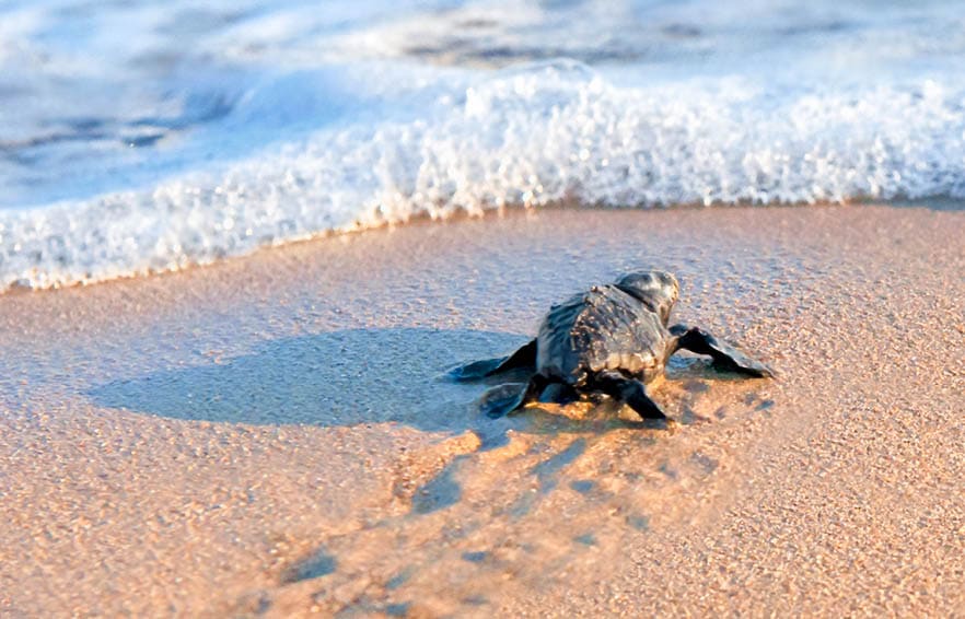 New born sea turtle walking to the sea