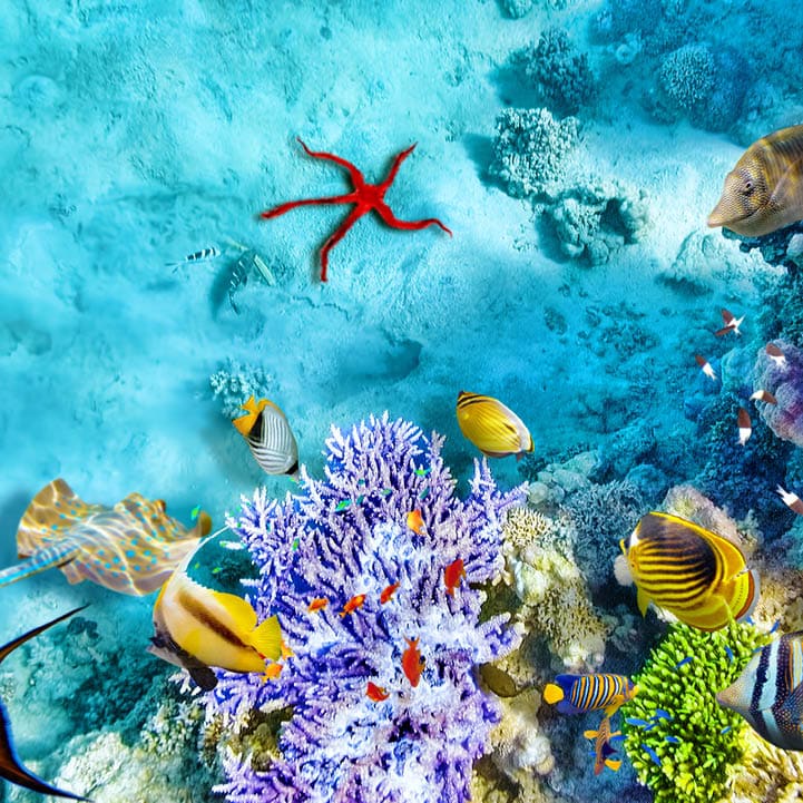 Wonderful and beautiful underwater world with corals and tropical fish.