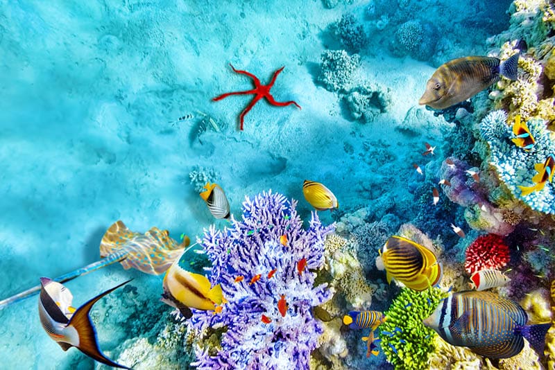Wonderful and beautiful underwater world with corals and tropical fish.