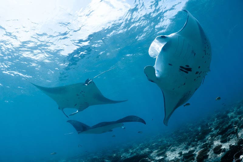 Manta ray in Indian Ocean - Maldives, North Male Atoll
