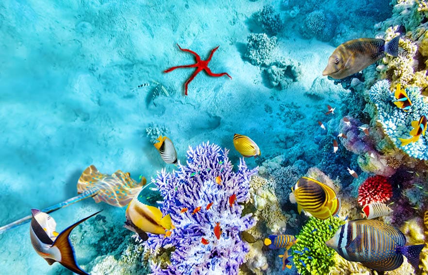 Wonderful and beautiful underwater world with corals and tropical fish.