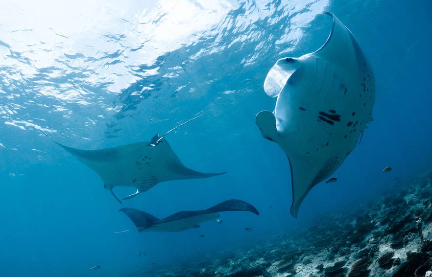 Manta ray in Indian Ocean - Maldives, North Male Atoll