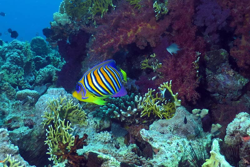 Royal angelfish, red sea, Aqaba Jordan